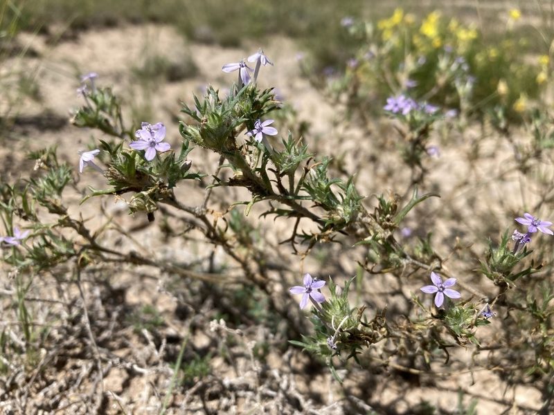Ipomopsis pumila, photographed by Cecelia Alexander