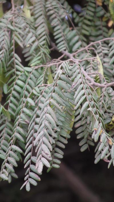 Dalbergia multijuga, photographed by Shaun Swanepoel