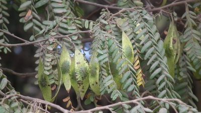 Dalbergia multijuga, photographed by Shaun Swanepoel