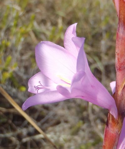 Watsonia laccata, photographed by Nicola van Berkel