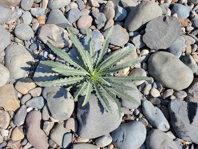 Mentzelia laevicaulis, photographed by Dennis Eckhart