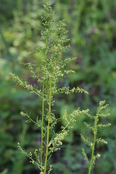 Artemisia manshurica, photographed by Nina Filippova