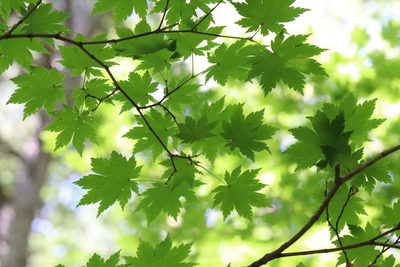 Acer pseudosieboldianum, photographed by Nina Filippova