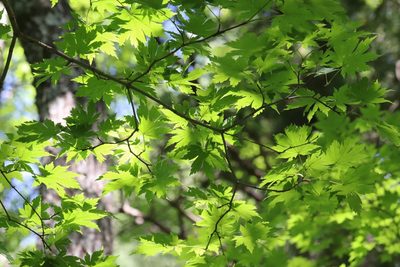 Acer pseudosieboldianum, photographed by Nina Filippova