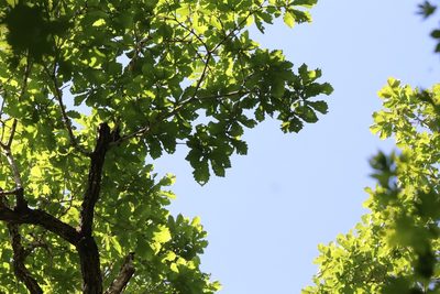 Quercus mongolica, photographed by Nina Filippova