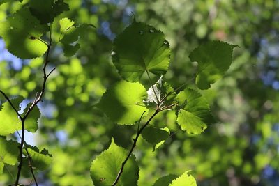 Tilia amurensis, photographed by Nina Filippova