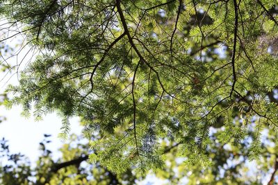Abies nephrolepis, photographed by Nina Filippova