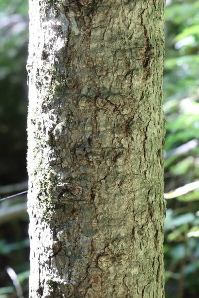 Abies nephrolepis, photographed by Nina Filippova