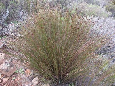 Restio gossypinus, photographed by douglaseustonbrown