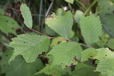 Ulmus laciniata, photographed by Nina Filippova