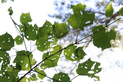 Acer tegmentosum, photographed by Nina Filippova
