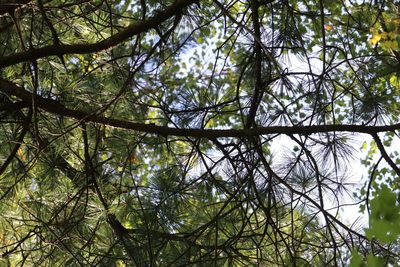 Pinus koraiensis, photographed by Nina Filippova