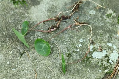 Pyrola renifolia, photographed by Nina Filippova
