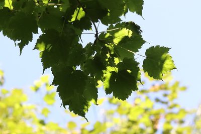 Acer barbinerve