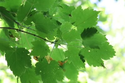 Acer barbinerve, photographed by Nina Filippova