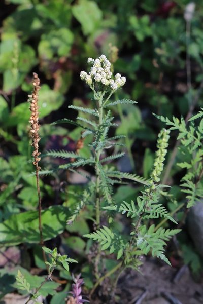 Achillea ptarmicoides, photographed by Nina Filippova