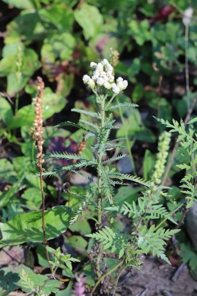 Achillea ptarmicoides, photographed by Nina Filippova