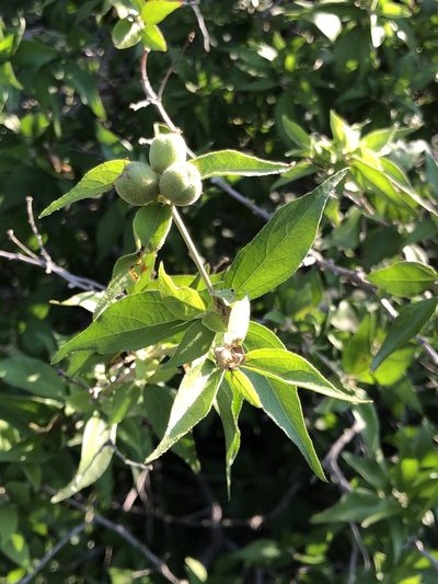 Croton sonorae, photographed by Rosario Douglas
