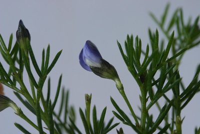 Psoralea laevigata, photographed by jillblignaut