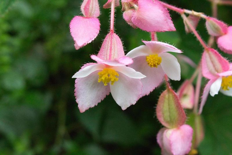 Begonia ignea, photographed by Jake Rehage