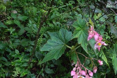 Begonia ignea, photographed by Jake Rehage