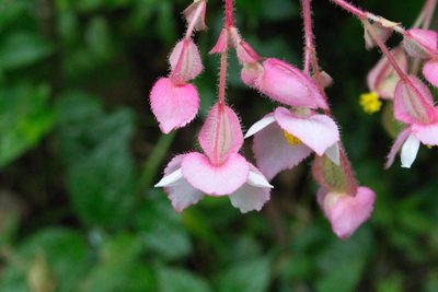 Begonia ignea, photographed by Jake Rehage