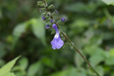 Salvia costaricensis, photographed by Jake Rehage