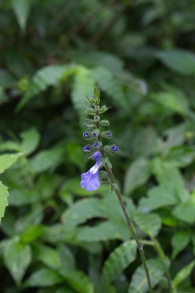 Salvia costaricensis, photographed by Jake Rehage
