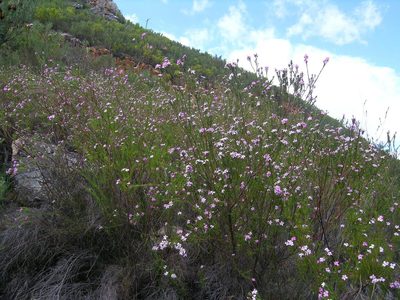 Coleonema virgatum, photographed by jillblignaut