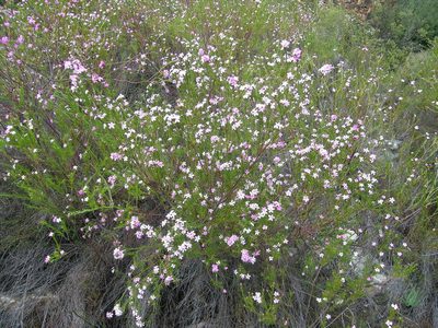 Coleonema virgatum, photographed by jillblignaut