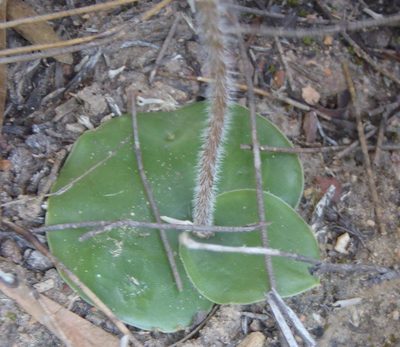 Holothrix burchellii, photographed by Nicola van Berkel