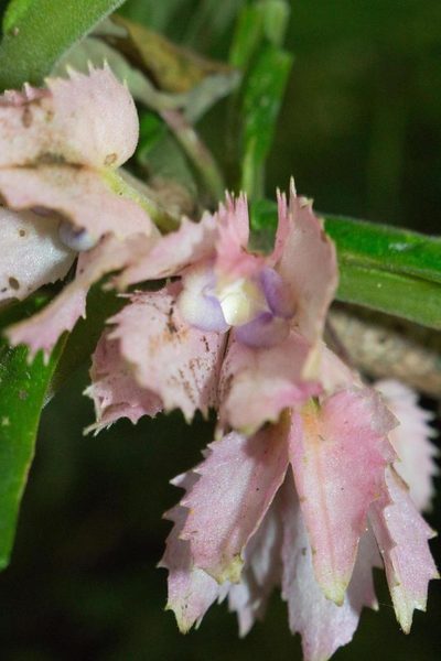 Drymonia parviflora, photographed by Jake Rehage