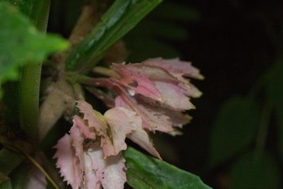 Drymonia parviflora, photographed by Jake Rehage