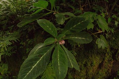 Drymonia parviflora, photographed by Jake Rehage