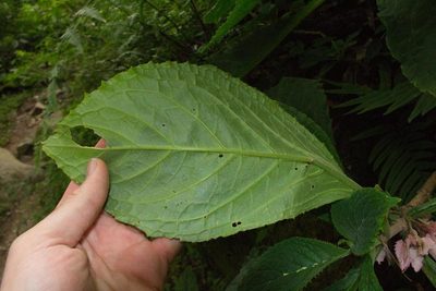 Drymonia parviflora, photographed by Jake Rehage