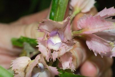 Drymonia parviflora, photographed by Jake Rehage