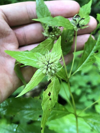 Pycnanthemum montanum, photographed by Dax Ledesma