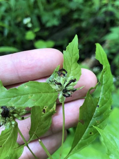 Pycnanthemum montanum, photographed by Dax Ledesma