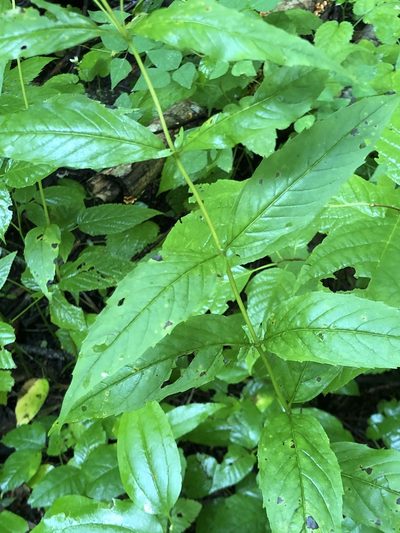 Pycnanthemum montanum, photographed by Dax Ledesma