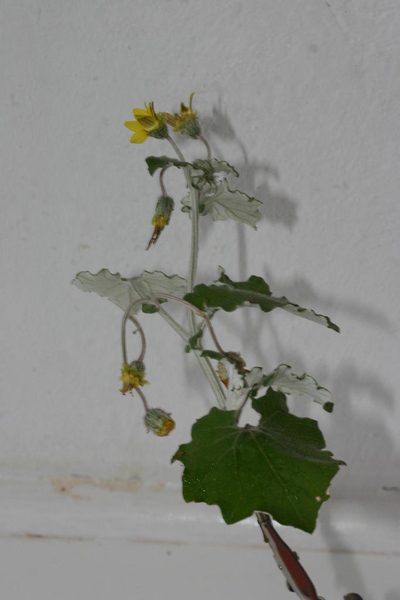 Arctotis perfoliata, photographed by jillblignaut