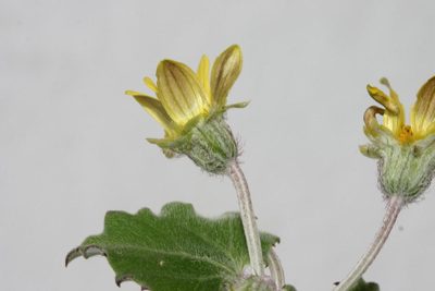 Arctotis perfoliata, photographed by jillblignaut
