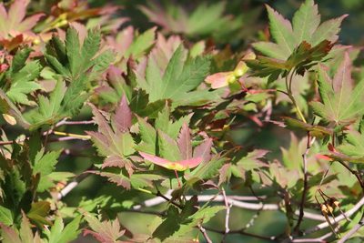Acer pseudosieboldianum, photographed by Nina Filippova