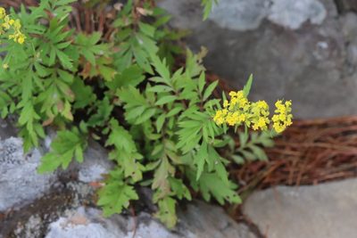 Patrinia rupestris, photographed by Nina Filippova