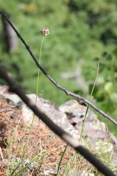 Allium condensatum, photographed by Nina Filippova