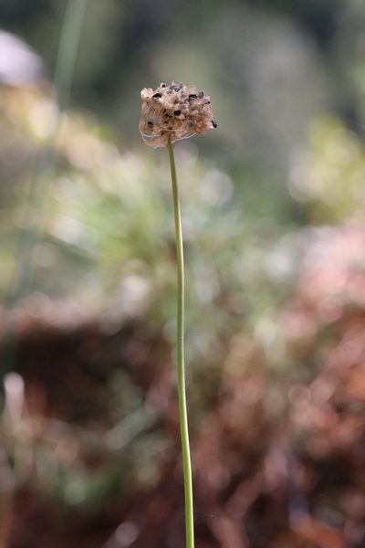 Allium condensatum, photographed by Nina Filippova