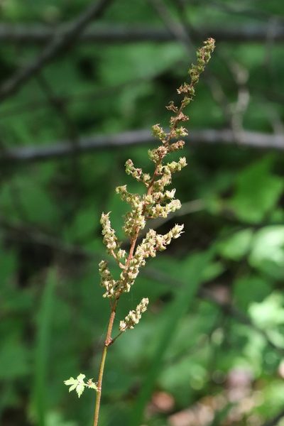 Astilbe chinensis, photographed by Nina Filippova