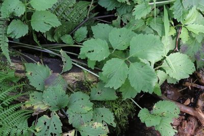 Cardamine macrophylla, photographed by Nina Filippova