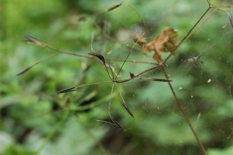 Osmorhiza aristata, photographed by Nina Filippova