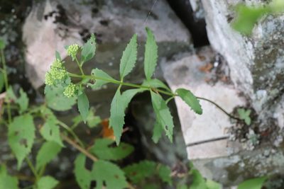 Hylotelephium viviparum, photographed by Nina Filippova