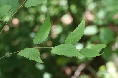 Betula costata, photographed by Nina Filippova